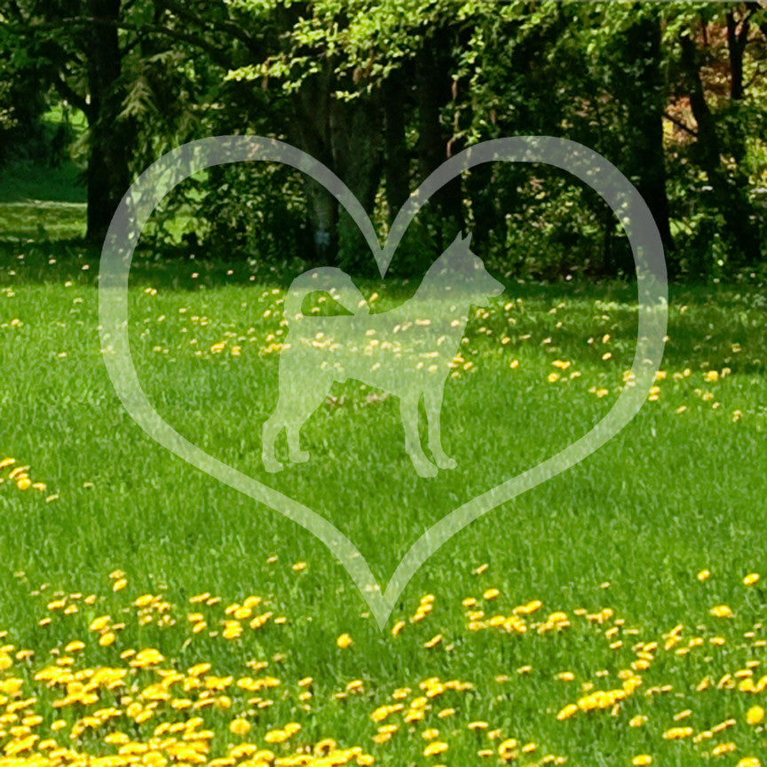 Canaan Dog Heart Love