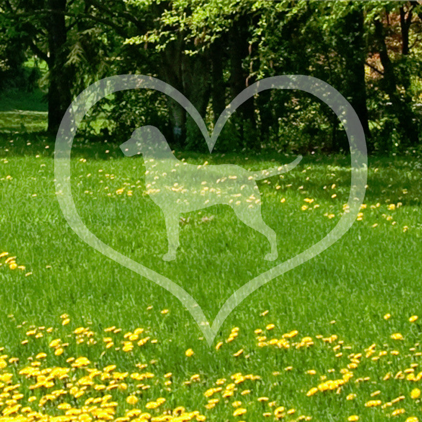 Chesapeake Bay Retriever Dog Heart Love