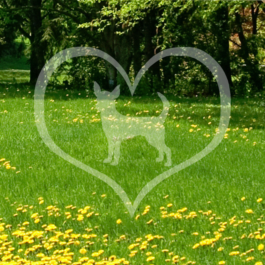 Chihuahua Dog Heart Love