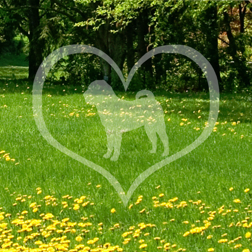 Chinese Shar Pei Dog Heart Love