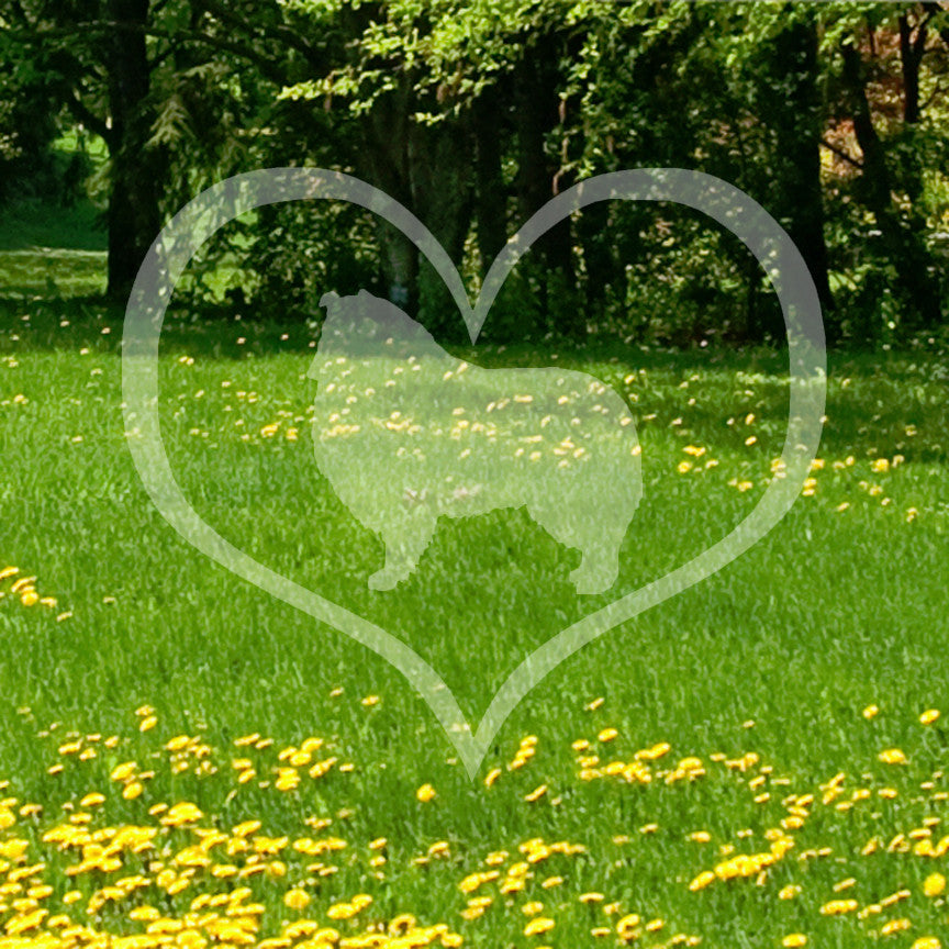 Rough Collie Dog Heart Love