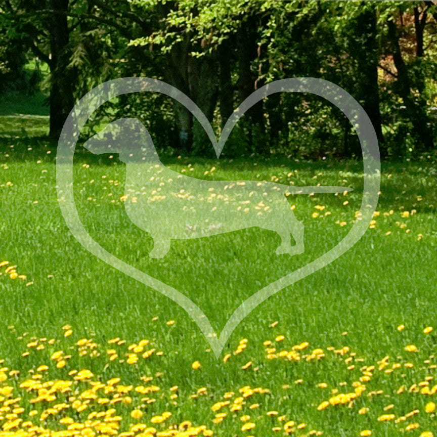 Dachshund Dog Heart Love