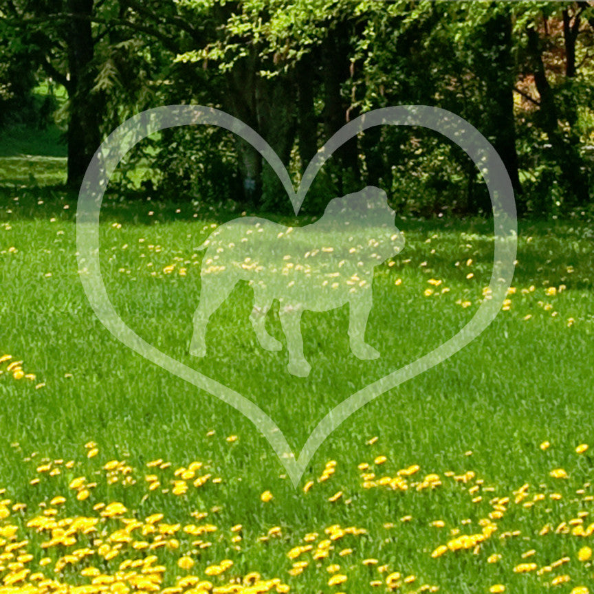 English Bulldog Dog Heart Love