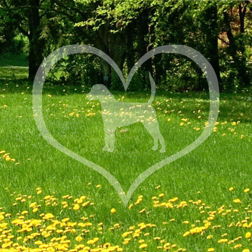 English Fox Hound Dog Heart Love