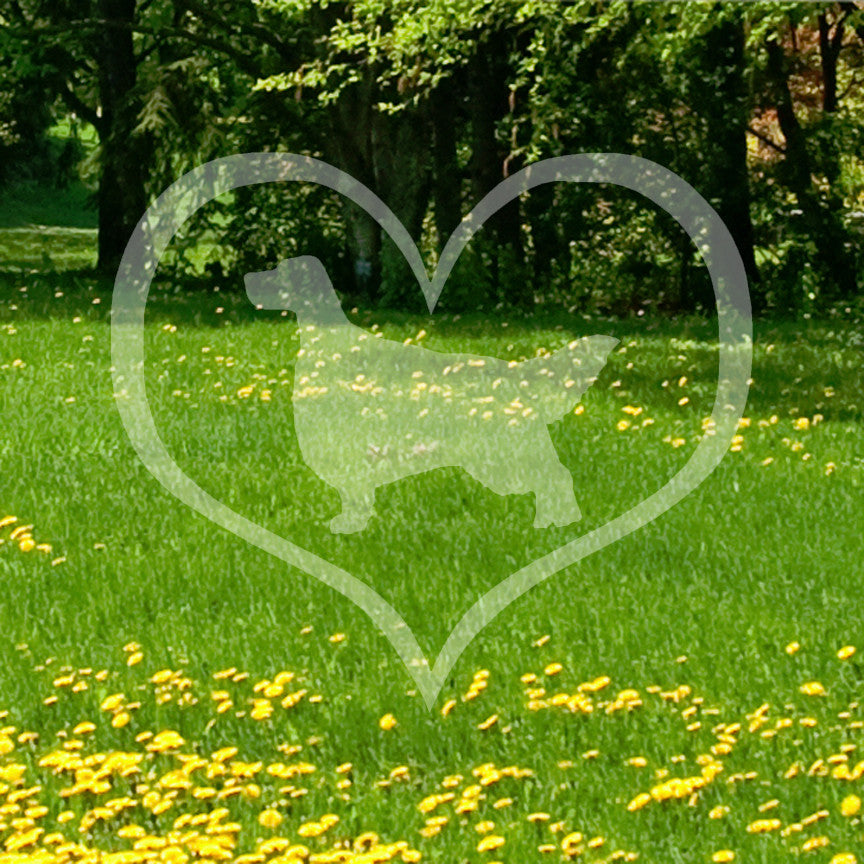 English Setter Dog Heart Love