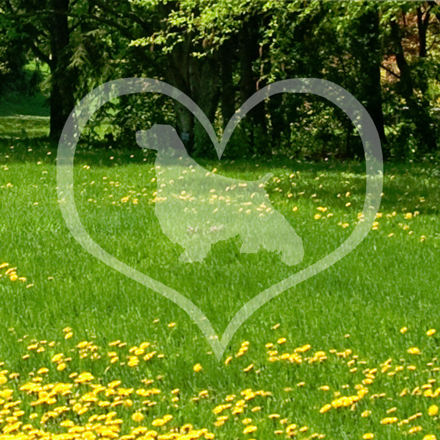 English Springer Spaniel Dog Heart Love