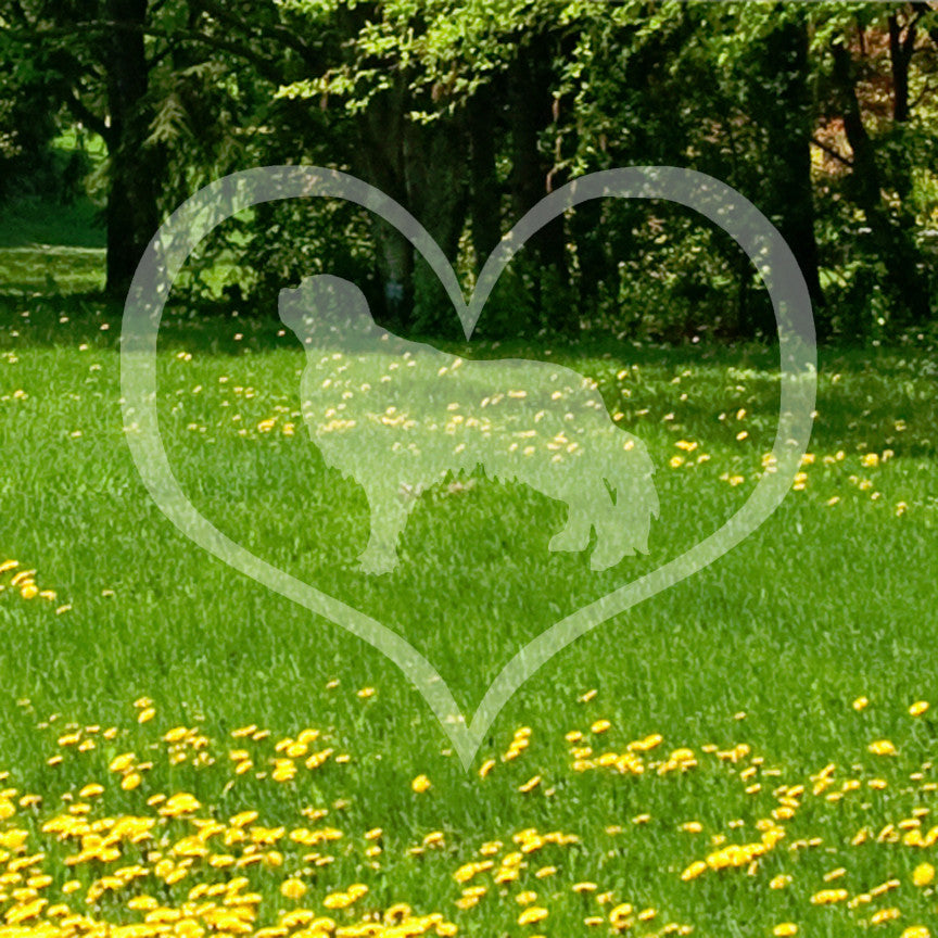 English Toy Fox Spaniel Dog Heart Love