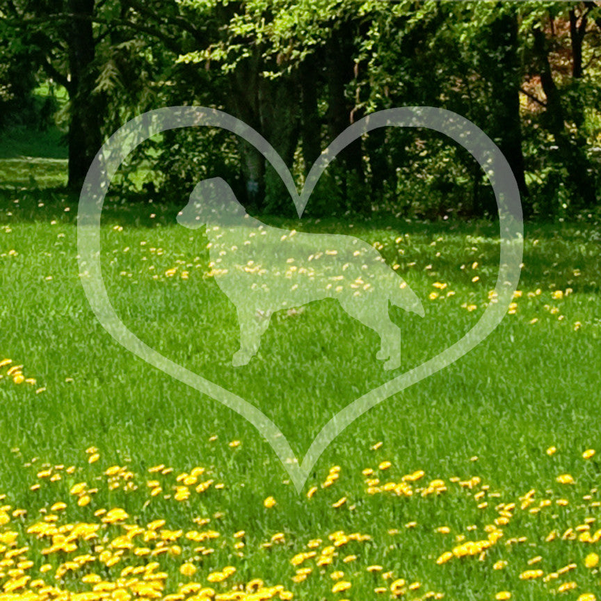 Flat Coated Retriever Dog Heart Love