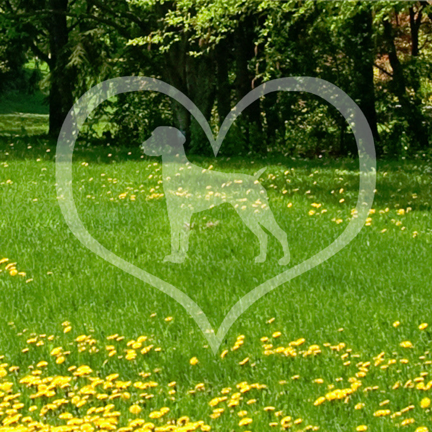 German Shorthaired Pointer Dog Heart Lov