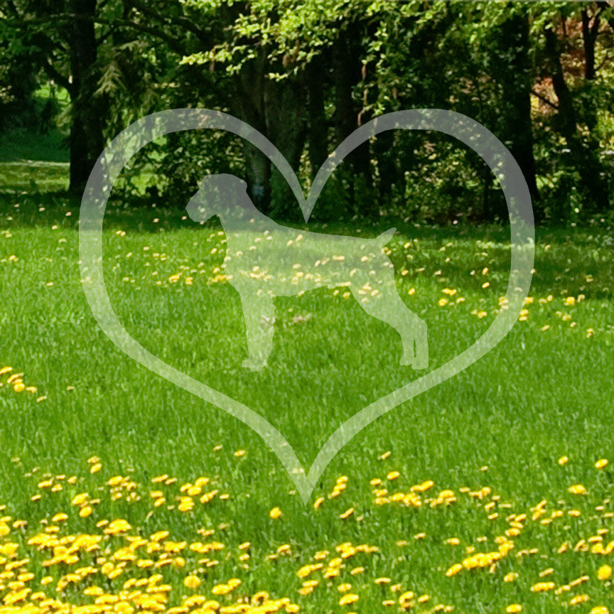 German Wirehaired Pointer Dog Heart Love