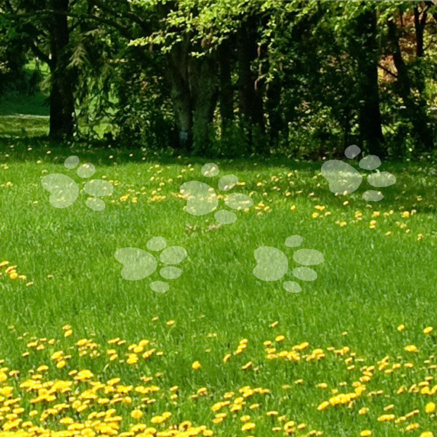Cat Paw Print