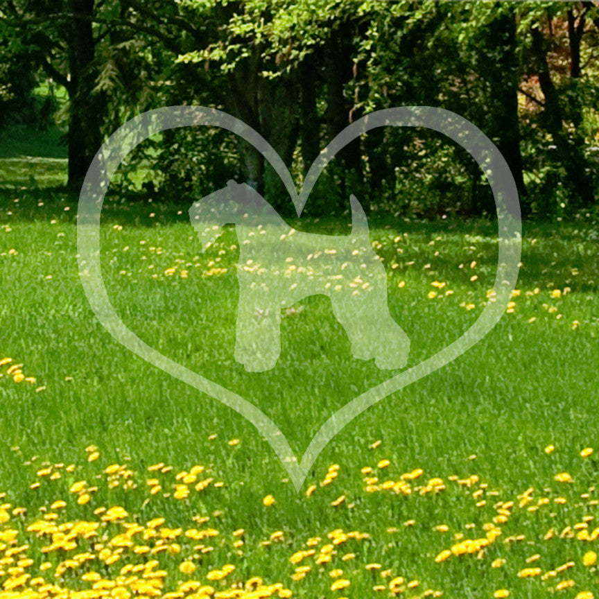 Kerry Blue Terrier Dog Heart Love