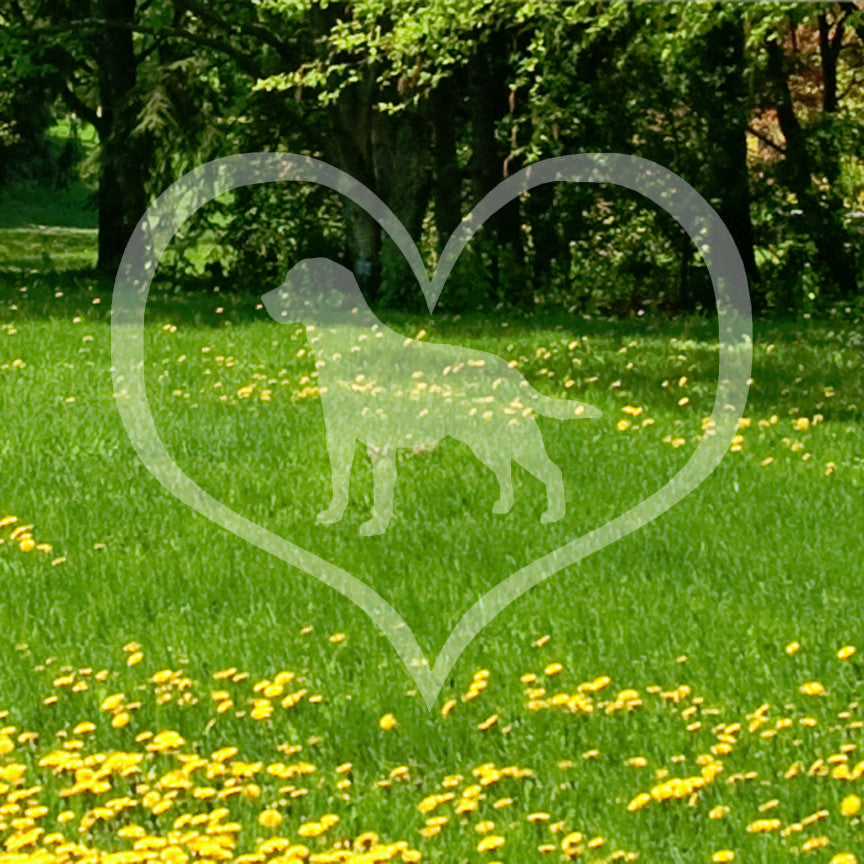 Labrador Retriever Dog Heart Love