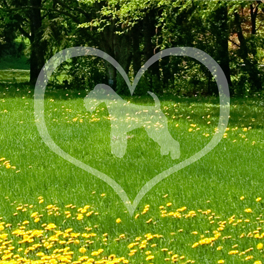 Lakeland Terrier Dog Heart Love