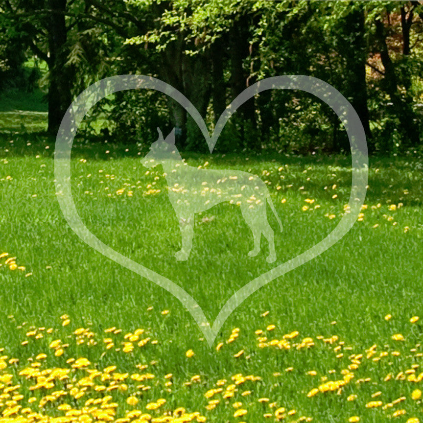 Manchester Terrier Dog Heart Love