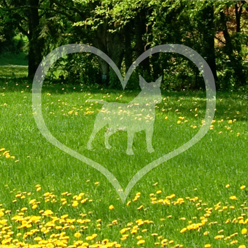 Miniature Bull Terrier Dog Heart Love