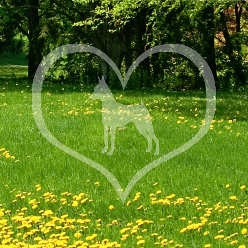 Miniature Pinscher Dog Heart Love