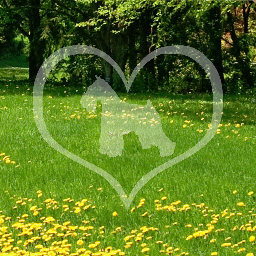 Miniature Schnauzer Dog Heart Love