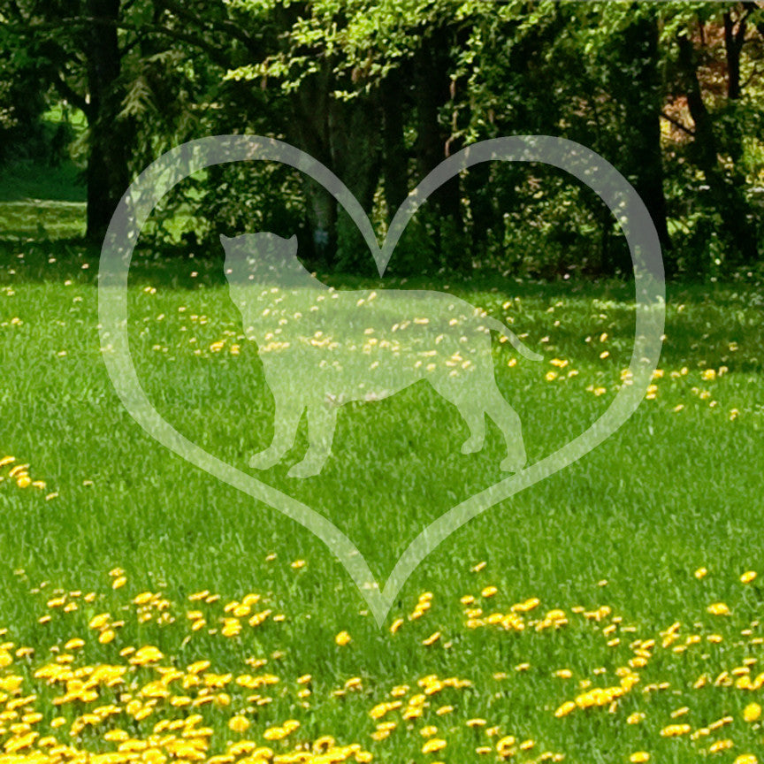 Neapolitan Mastiff Dog Heart Love