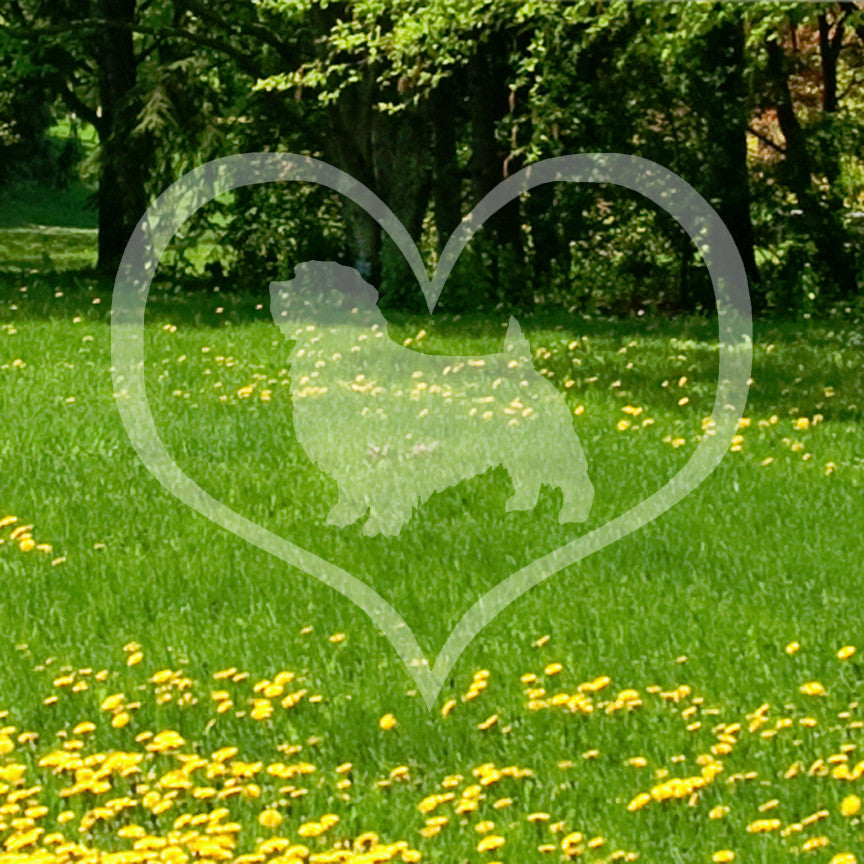 Norfolk Terrier Dog Heart Love