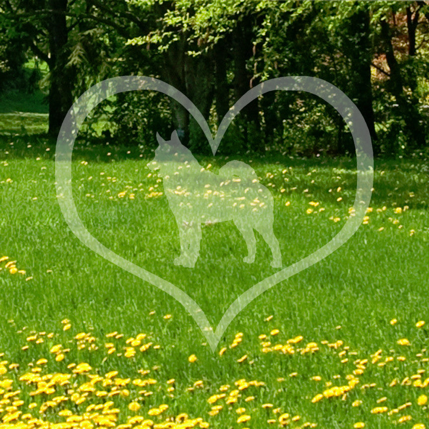 Norwegian Elkhound Dog Heart Love