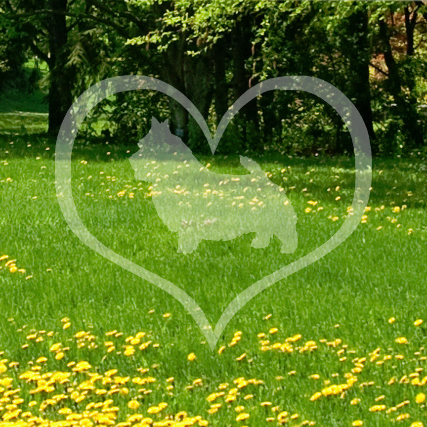 Norwich Terrier Dog Heart Love