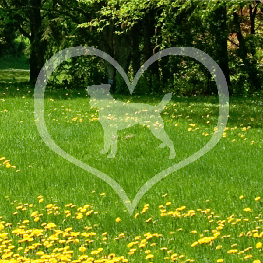 Parson Russell Terrier Dog Heart Love
