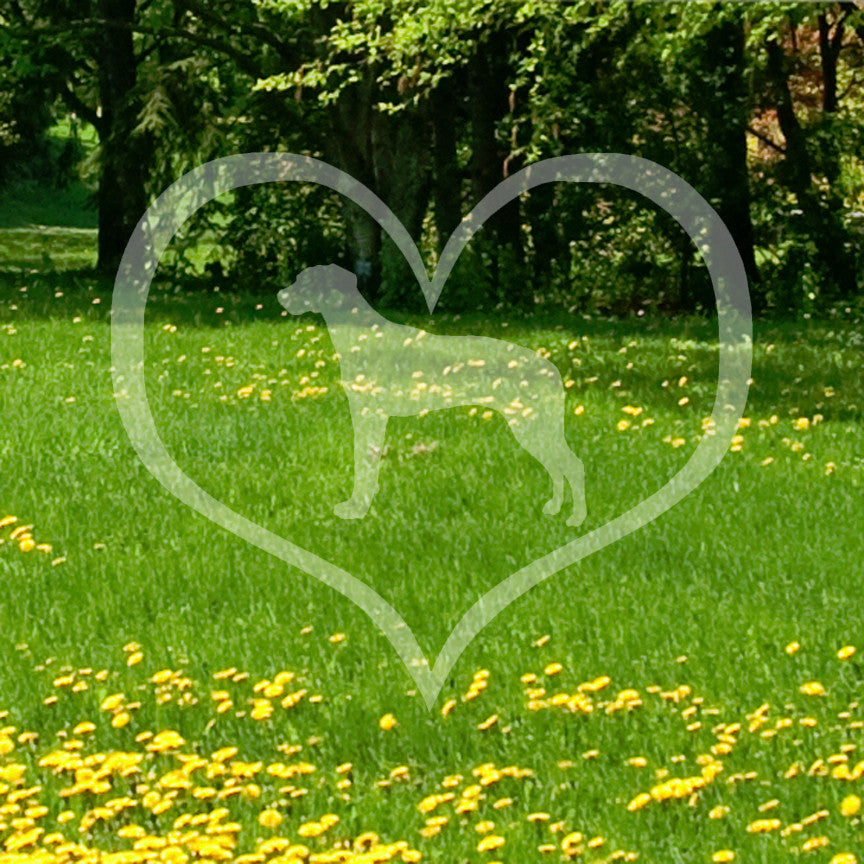 Rhodesian Ridgeback Dog Heart Love