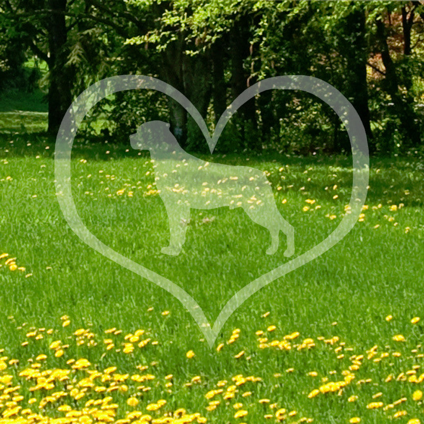 Rottweiler Dog Heart Love