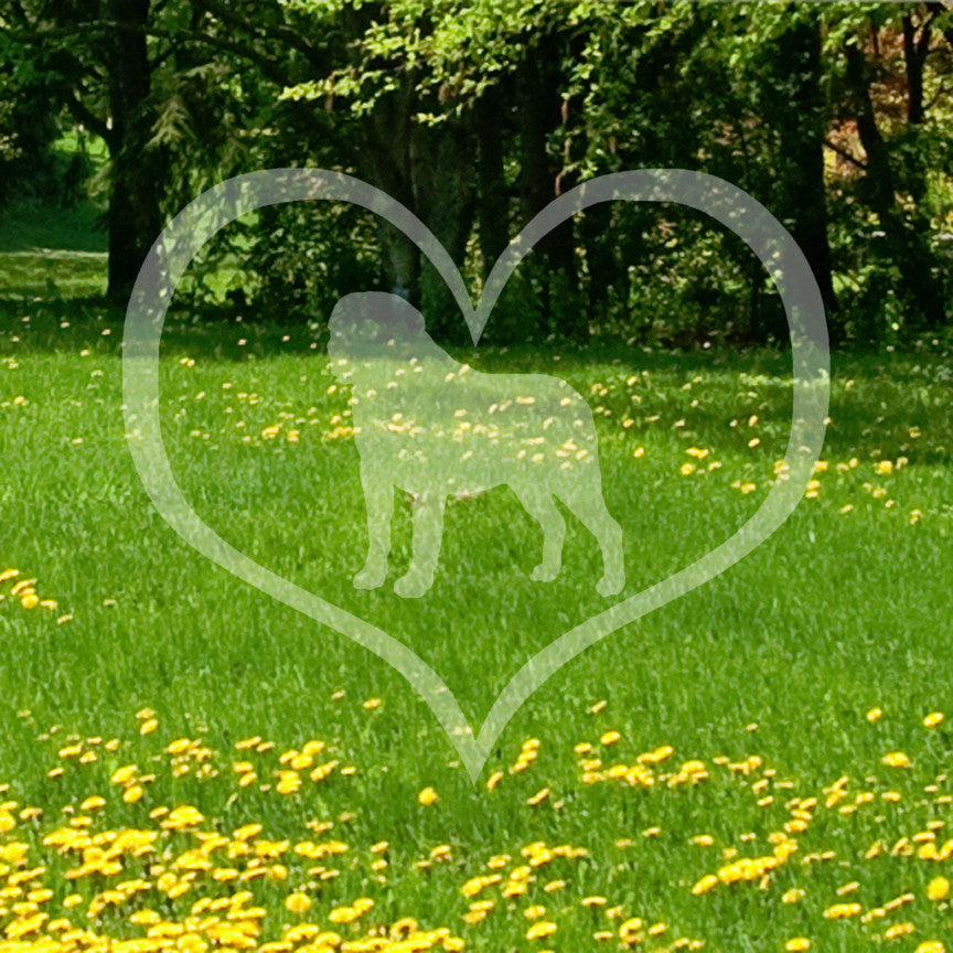 Saint Bernard Dog Heart Love