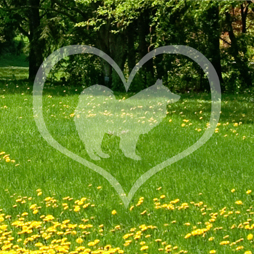 Samoyed Dog Heart Love