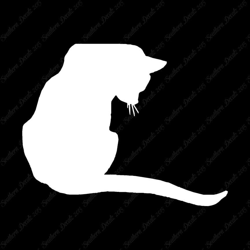 Cute Kitty Cat Kitten