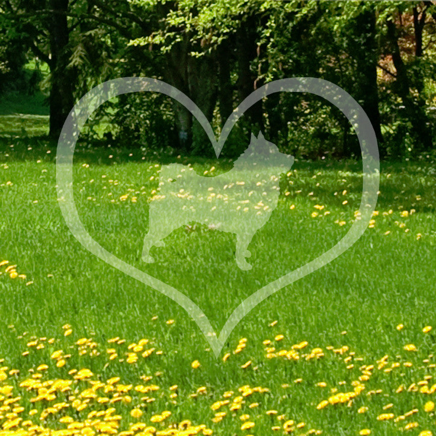 Schipperke Dog Heart Love
