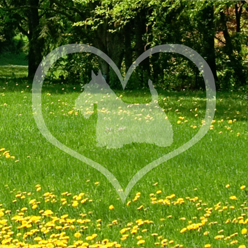 Scottish Terrier Dog Heart Love