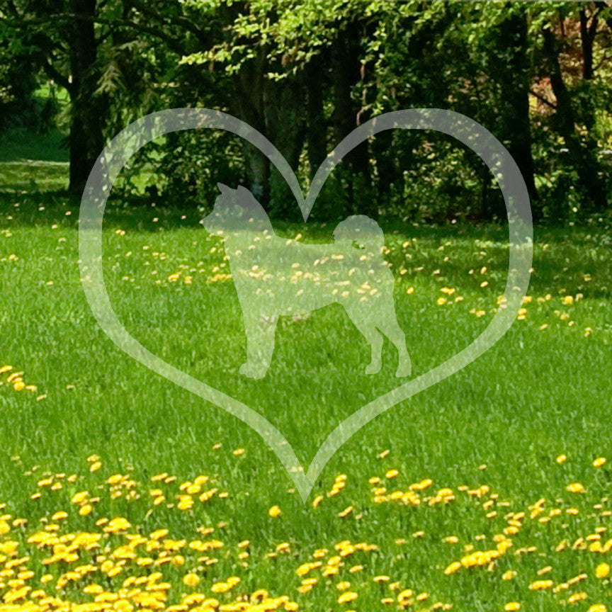 Shiba Inu Dog Heart Love