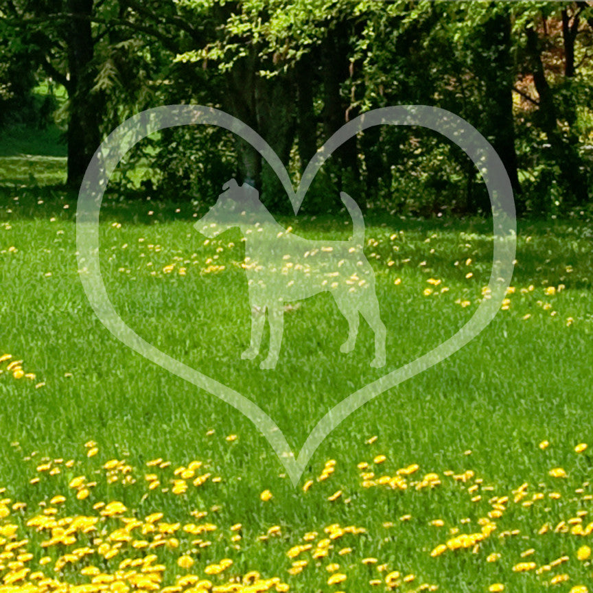 Smooth Fox Terrier Dog Heart Love