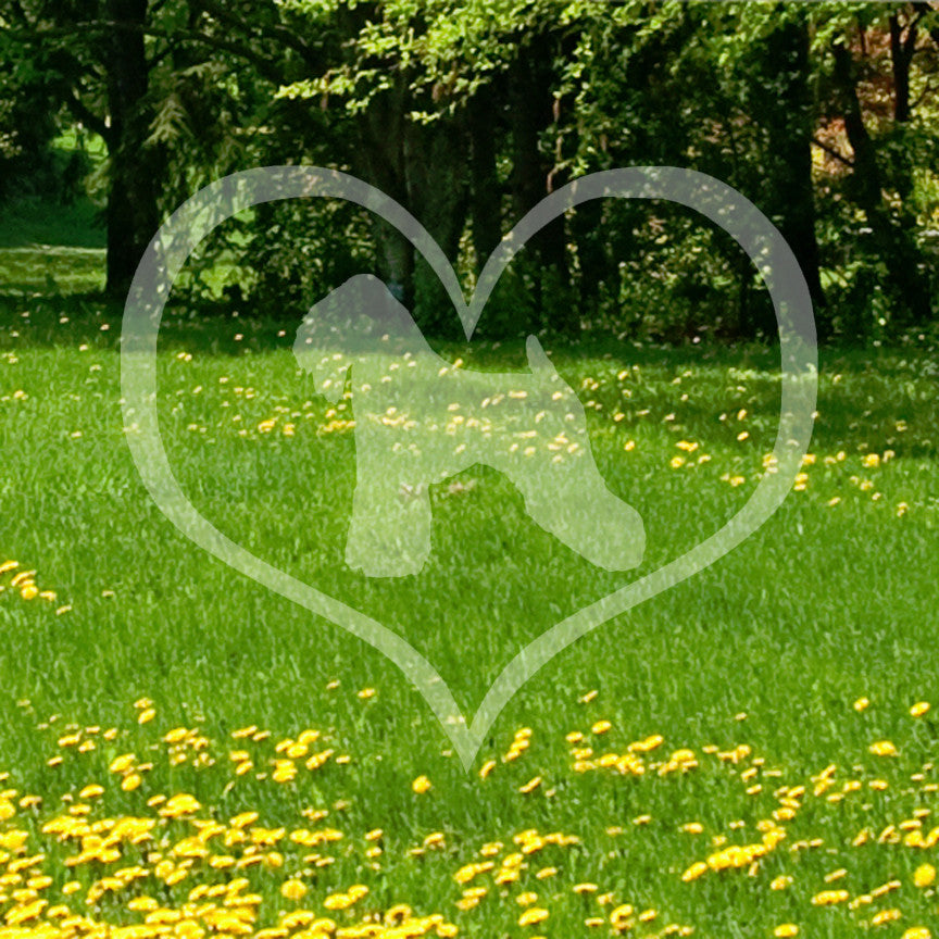 Wheaten Terrier Dog Heart Love