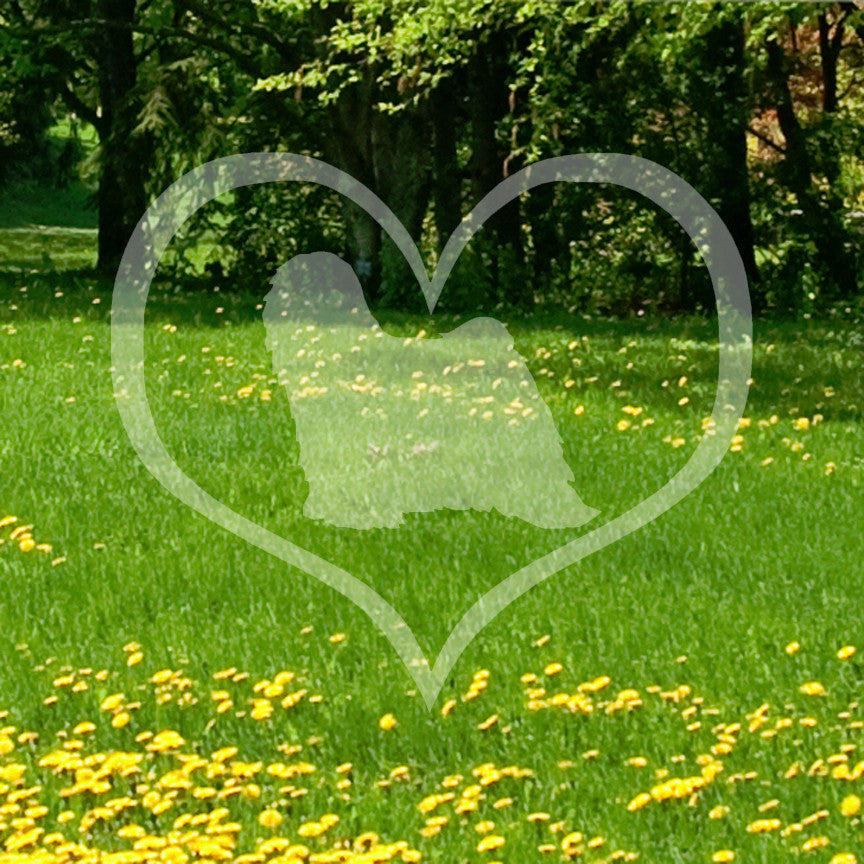 Tibetan Terrier Dog Heart Love