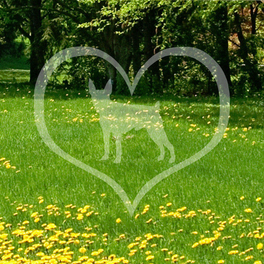Toy Fox Terrier Dog Heart Love