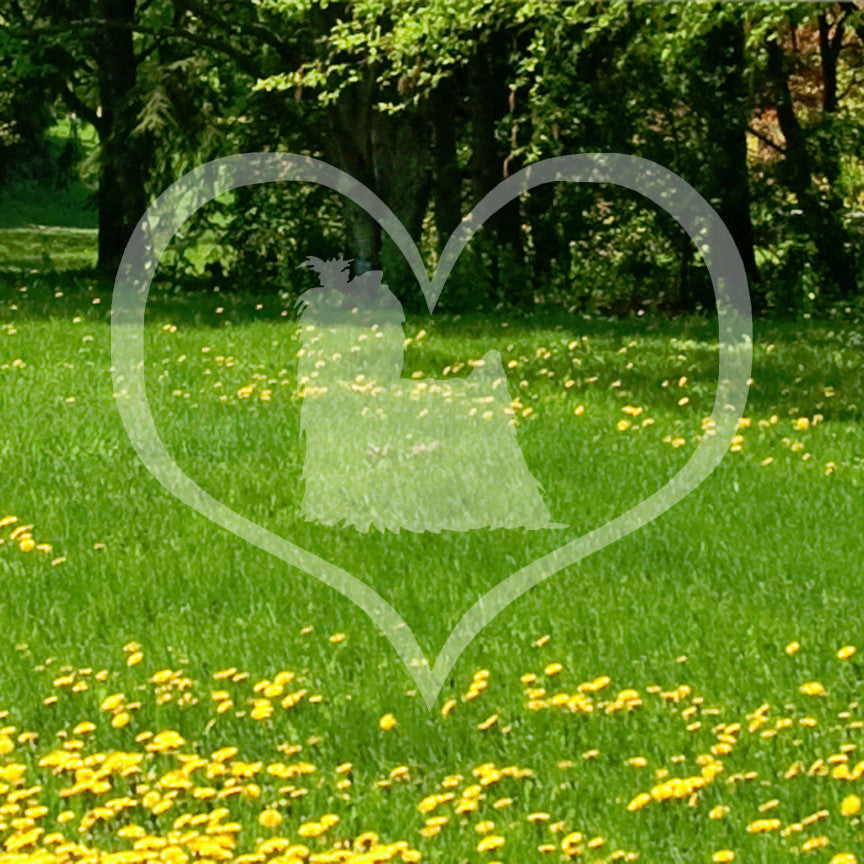 Yorkshire Terrier Dog Heart Love