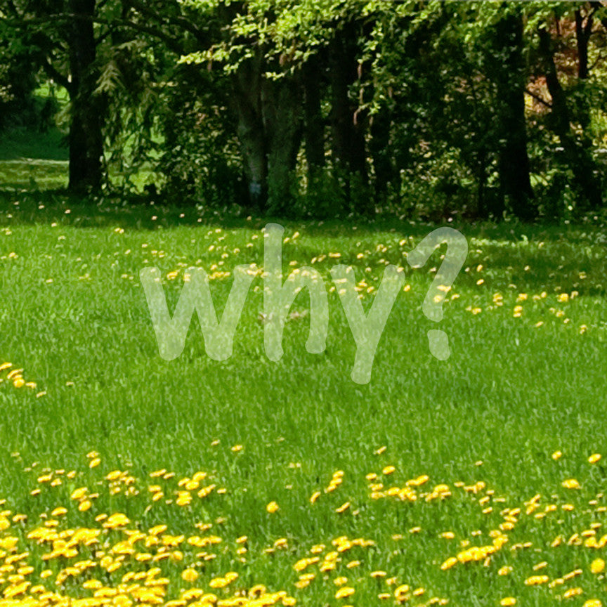 Why ? Text
