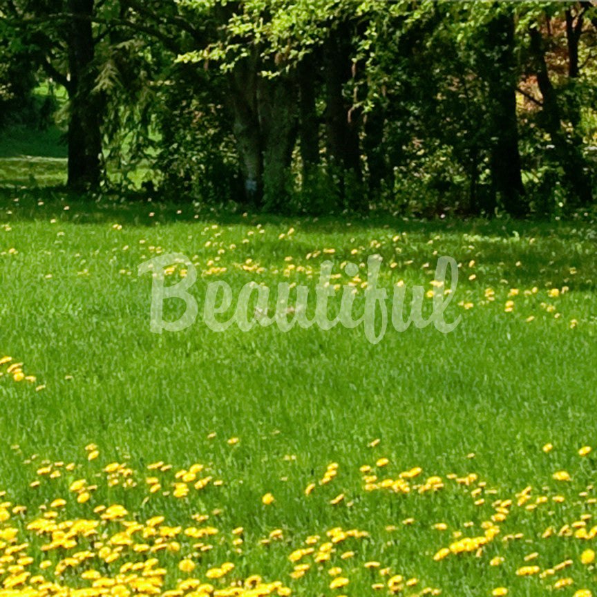 Beautiful