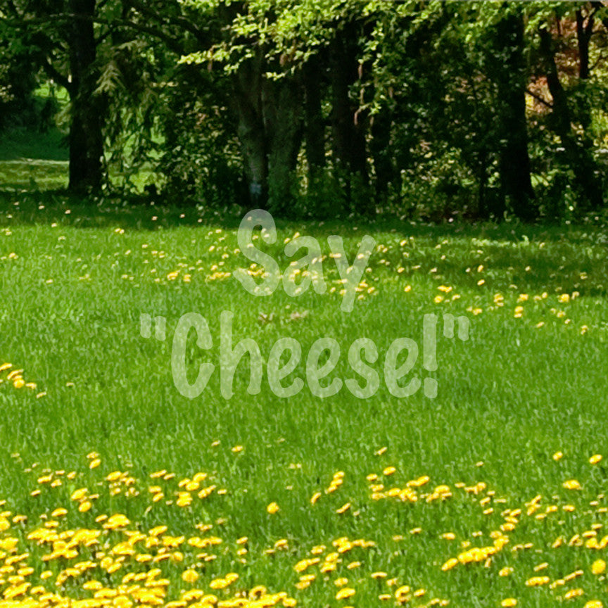 Say Cheese