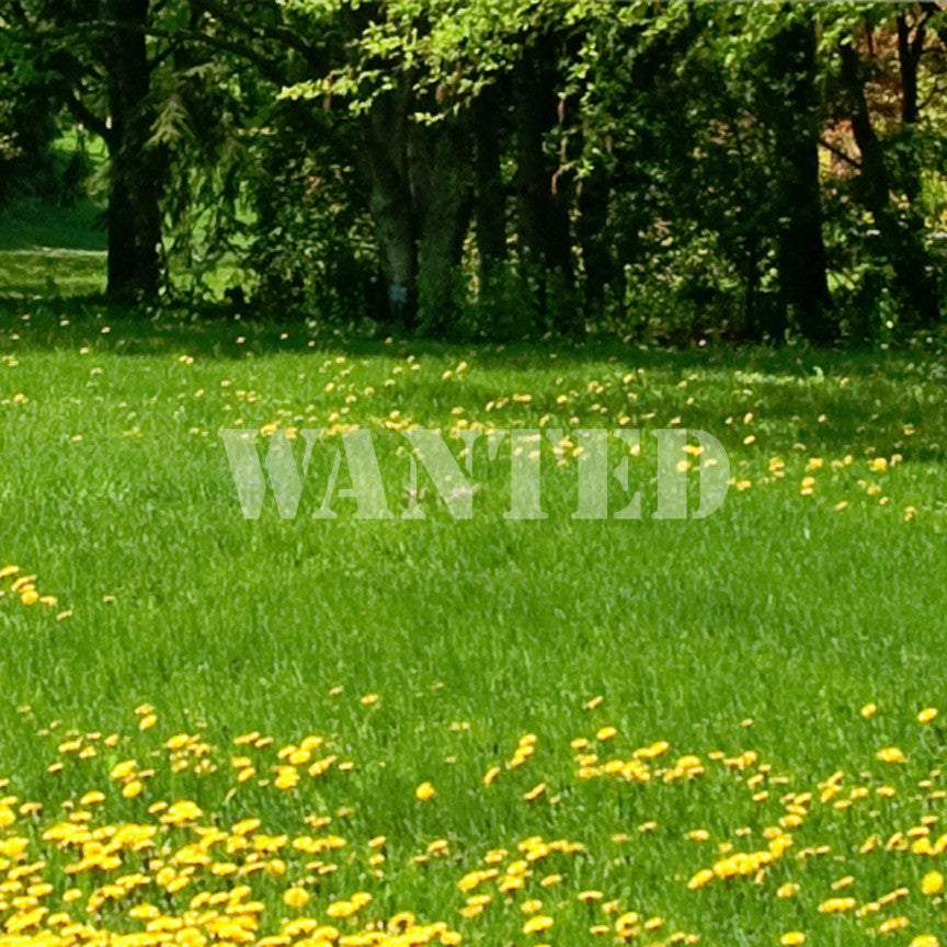 Wanted