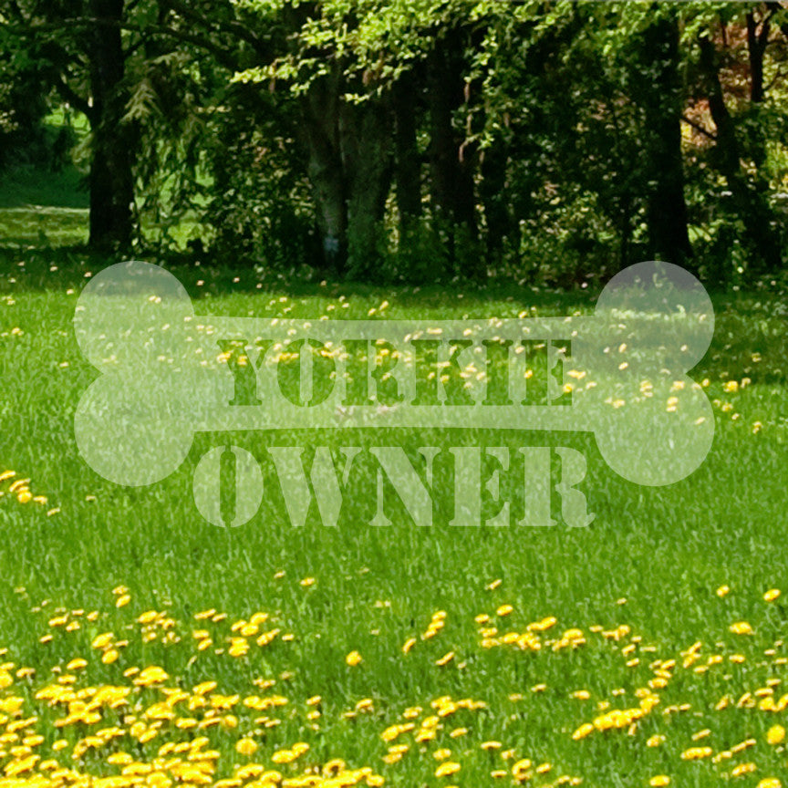 Yorkie Dog Owner Bone Yorkshire Terrier