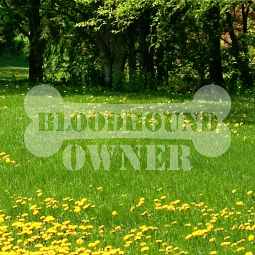 Bloodhound Dog Owner Bone