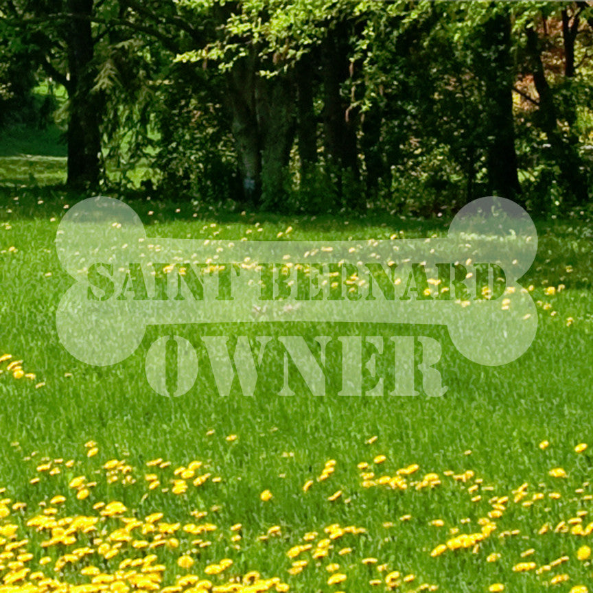 Saint Bernard Dog Owner Bone