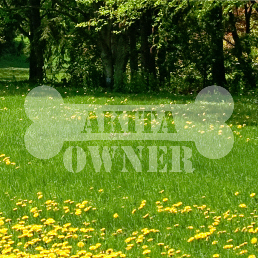 Akita Dog Owner Bone