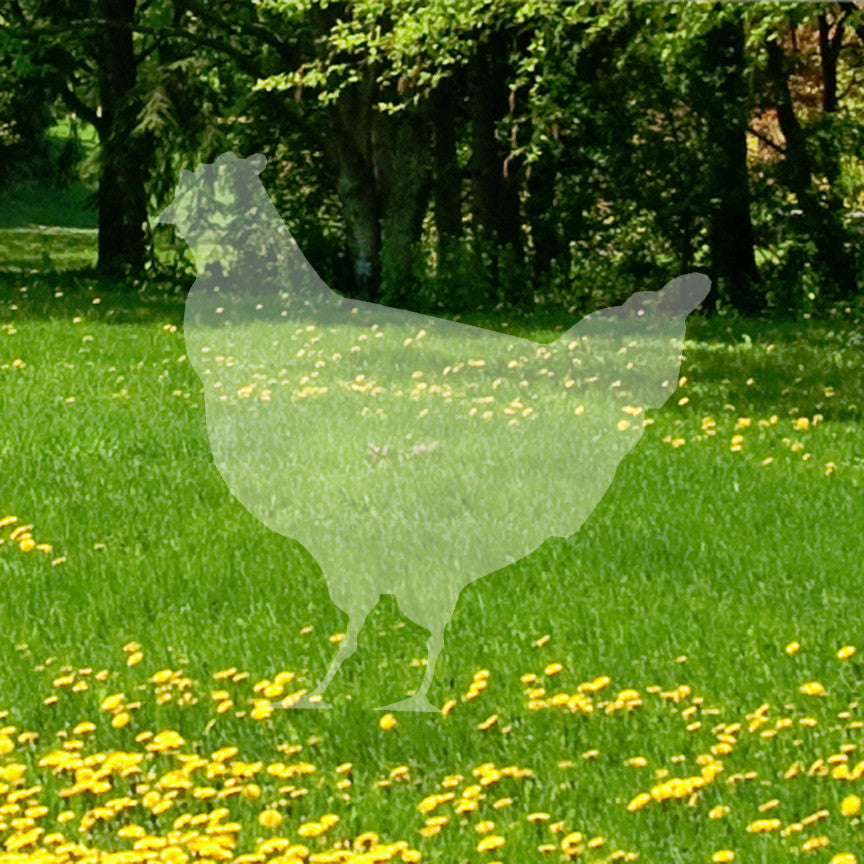 Chicken Fowl Rooster