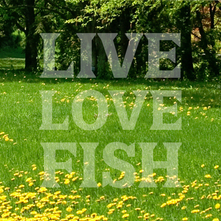 Live Love Fish